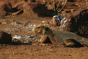 351 Galapagos 050717