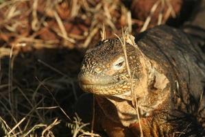 352 Galapagos 050717