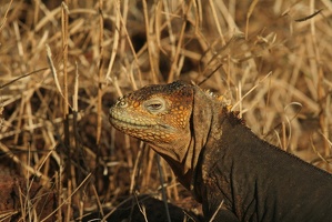 358 Galapagos 050717