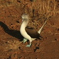 375_Galapagos_050718.jpg