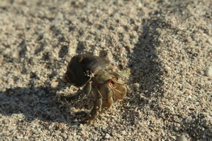 436 Galapagos 050817