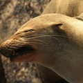 450_Galapagos_050818.jpg