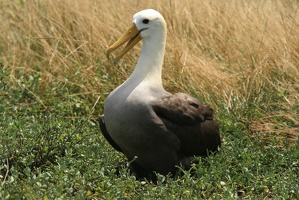 478 Galapagos 050911