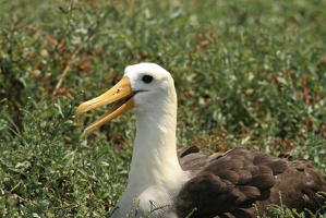 479 Galapagos 050911