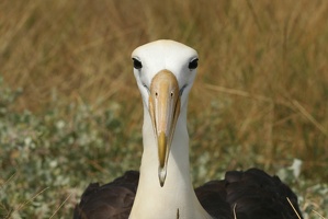 480 Galapagos 050911