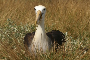 481 Galapagos 050911