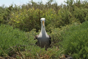 486 Galapagos 050911