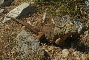 510 Galapagos 051009