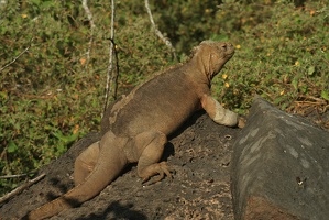 514 Galapagos 051009