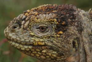 520 Galapagos 051014