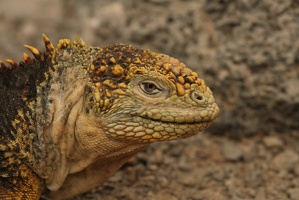 523 Galapagos 051014