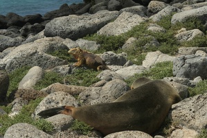 529 Galapagos 051014