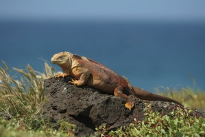 530 Galapagos 051015