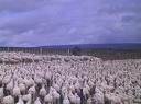 PuertoNatales