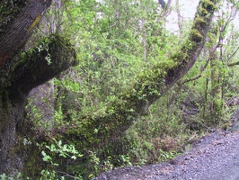 23 PuertoVaras 06.01.05