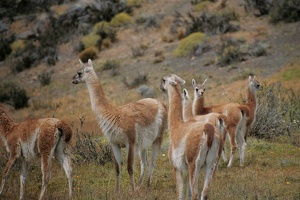 110 TorreDelPaine 25.12.04