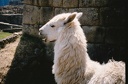 Alpaca