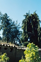 043 Perou 1984