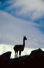 Guanaco