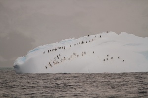 155 Antarctique 13.01.22 11.25.21