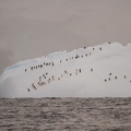 155 Antarctique 13.01.22 11.25.21