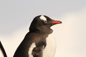 489 Antarctique 17.01.22 11.07.35