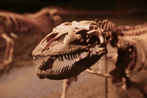 240 Komodo-10mai23-14H54