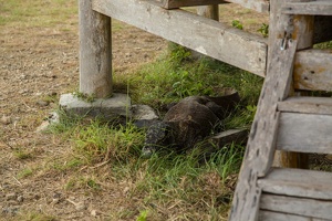 246 Komodo-10mai23-15H23
