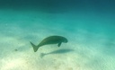 Marine species