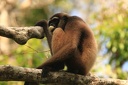 Gibbon