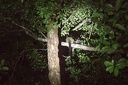 Civet