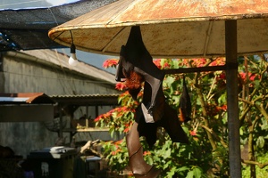 735 Bali-25mai23-14H48