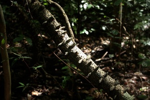 017 BukitTimah 22-11-09