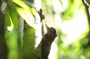 Colugo