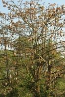 003 Vietnam 22-04-2010