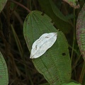 465_Vietnam_29-04-2010.jpg