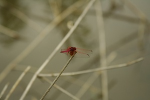 618 Vietnam 02-05-2010