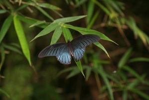 619 Vietnam 02-05-2010
