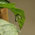 637_Vietnam_03-05-2010.jpg