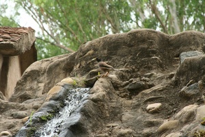 015 RockGarden