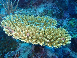 239 Maldives 20201018