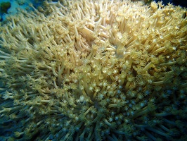 240 Maldives 20201018