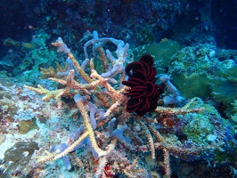 241 Maldives 20201018