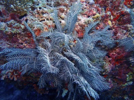 247 Maldives 20201018