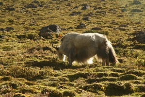 139 Dharamshala 08-09