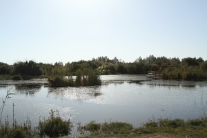 038 Jordanie 09Nov14 13.55