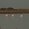 09-Camargue-2008.jpg