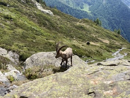 21 BouquetinCheserys-18-06-24-12H49