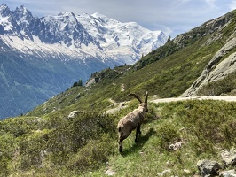 23 BouquetinCheserys-18-06-24-12H50