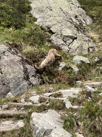 25 BouquetinCheserys-18-06-24-12H53
